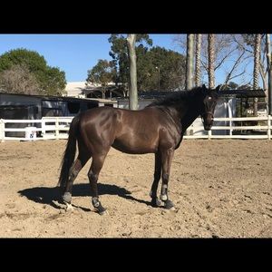 Meet your Posher, Dena